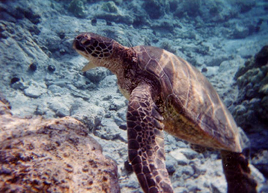 Cheap Kona Car Rental Aloha - Kona Turtle